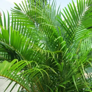 Areca Palm Plant