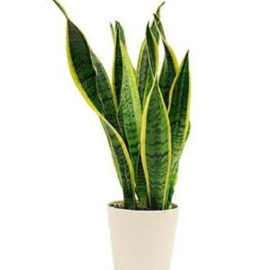 Snake plant