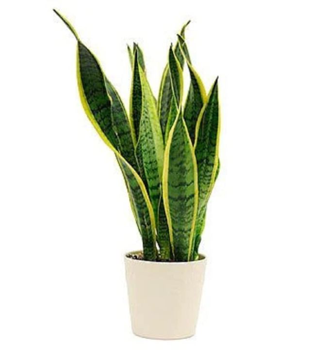 Snake plant