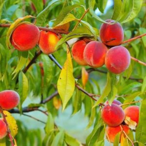 Peach Fruit Plant