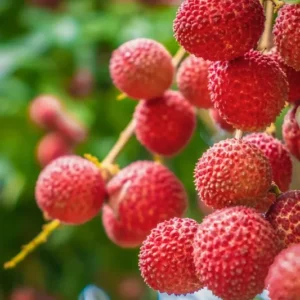 Muzaffarpur Litchi Fruit Plant