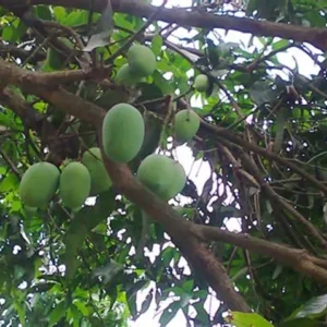 Chausa Mango Fruit Plant