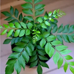 Curry leaves Plant