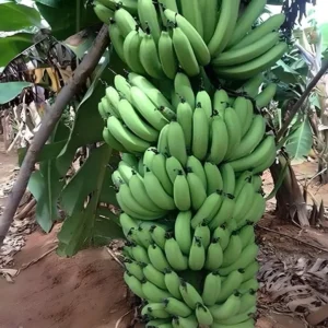 Banana Fruit plant