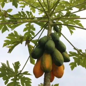 Papaya plant