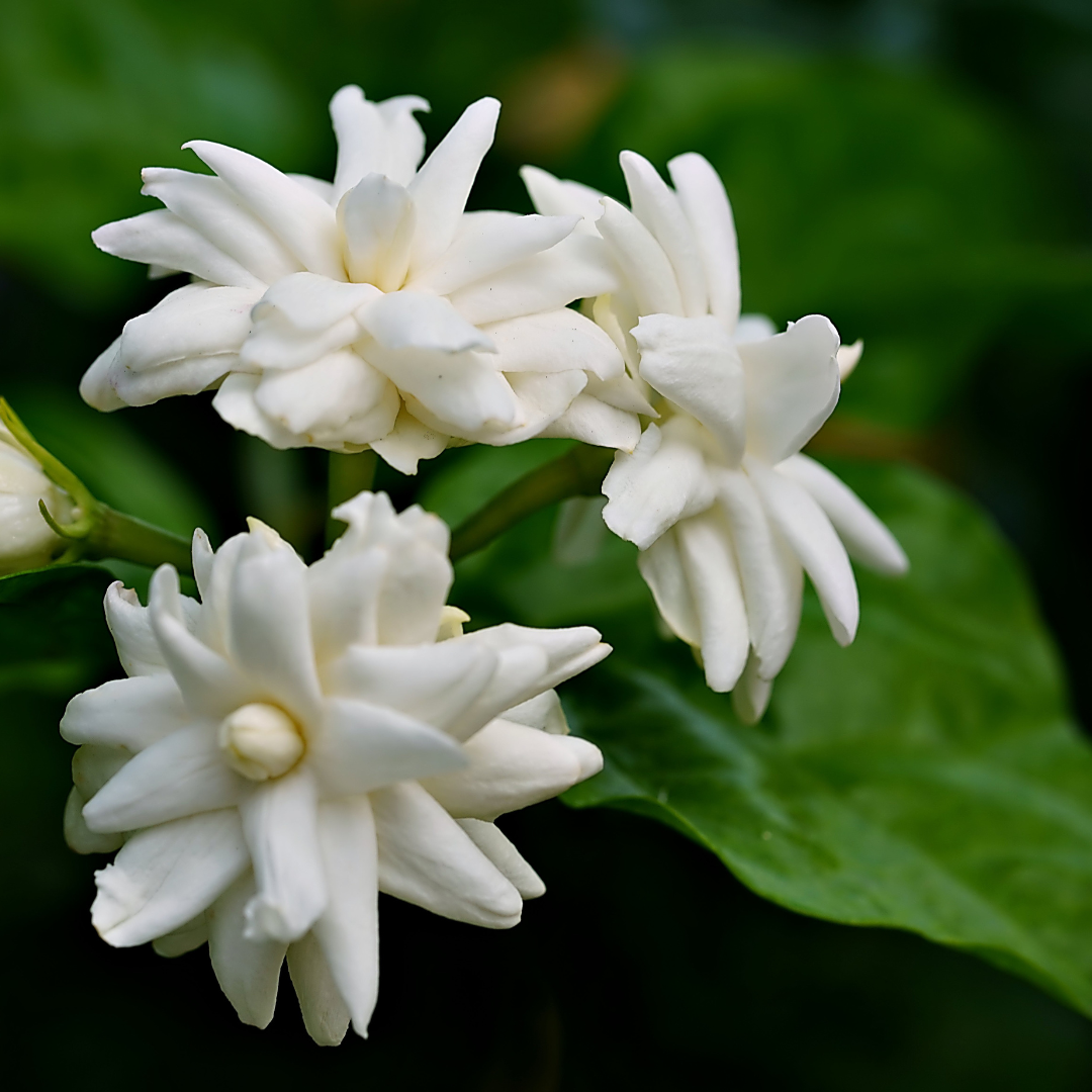 Arabian Jasmine Plant