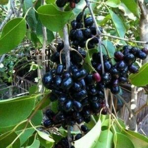 Black Jamun Fruit Plant