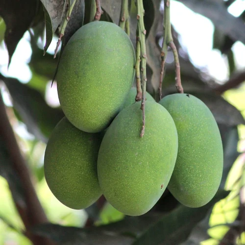 Aamrapali Mango Fruit Plant