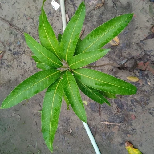 Aamrapali Mango Fruit Plant - Image 2