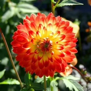 Dahlia