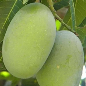 Langra Mango Fruit Plant