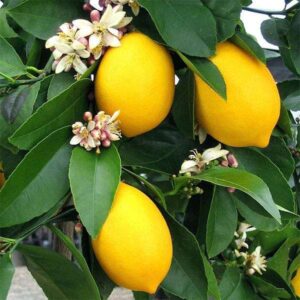 Lemon (Kagzi) Plant