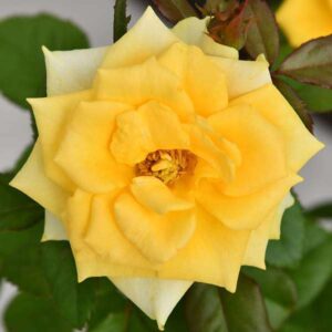Rose (Yellow)