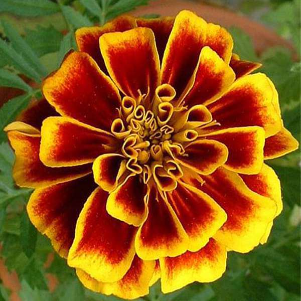 Marigold (Genda) Jafri