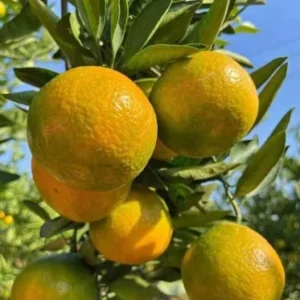 Kamla Orange Fruit Plant & Tree