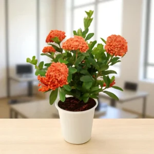 Ixora Flower Plant